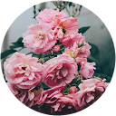 Yusha Amira Zalfania Yusron profile picture